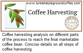 Coffee-Harvesting